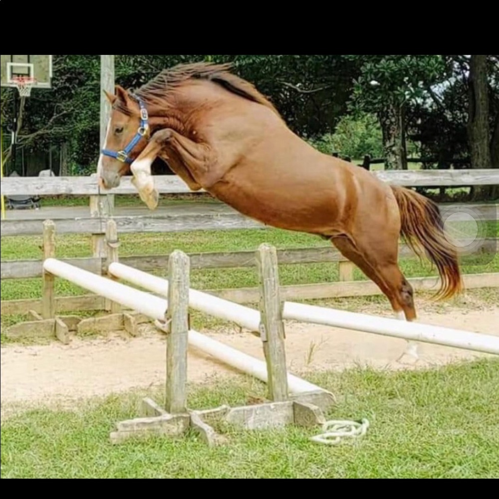 Meet your Posher, Kardin